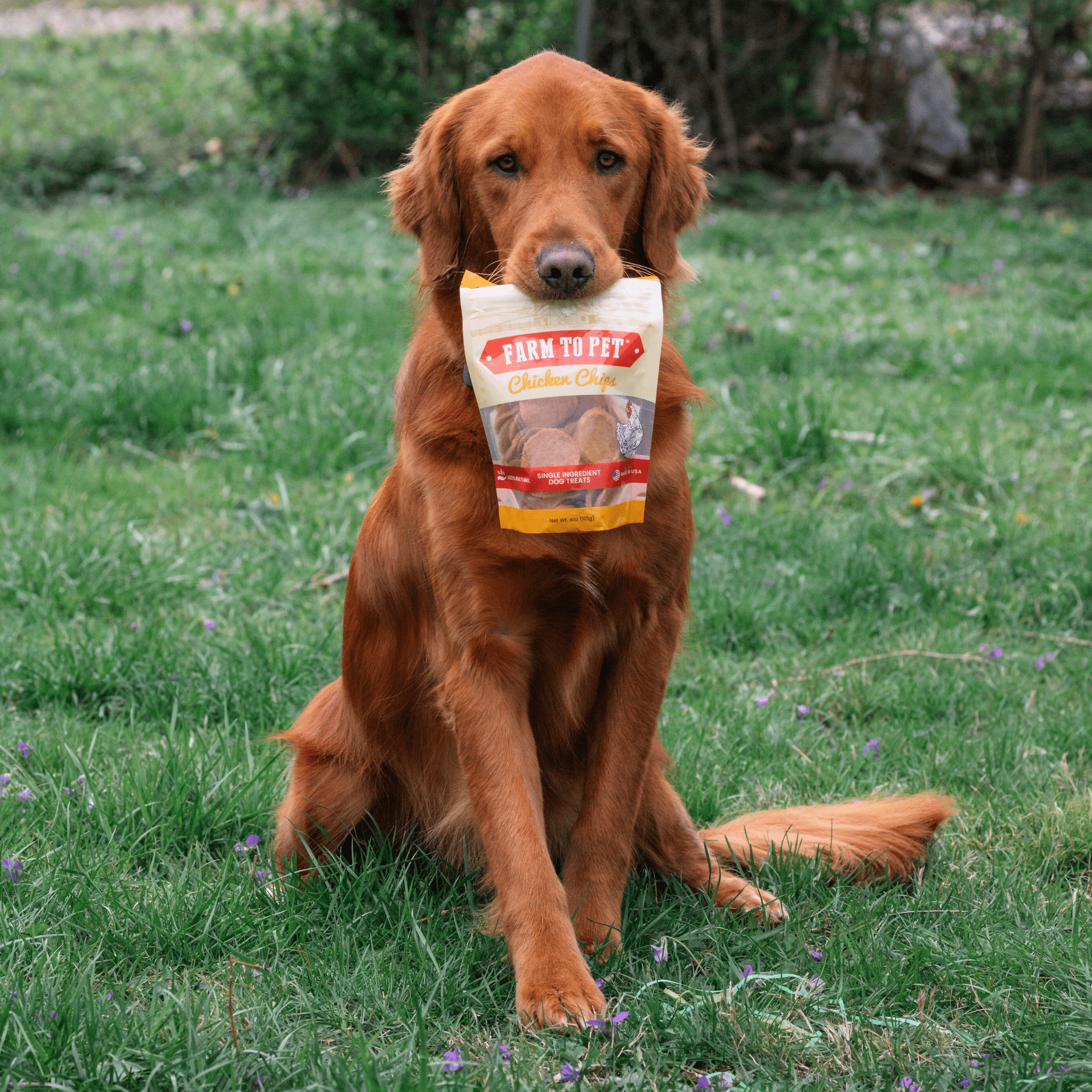 Patatas fritas de pollo para perros | Premios para perros de un solo ingrediente totalmente naturales