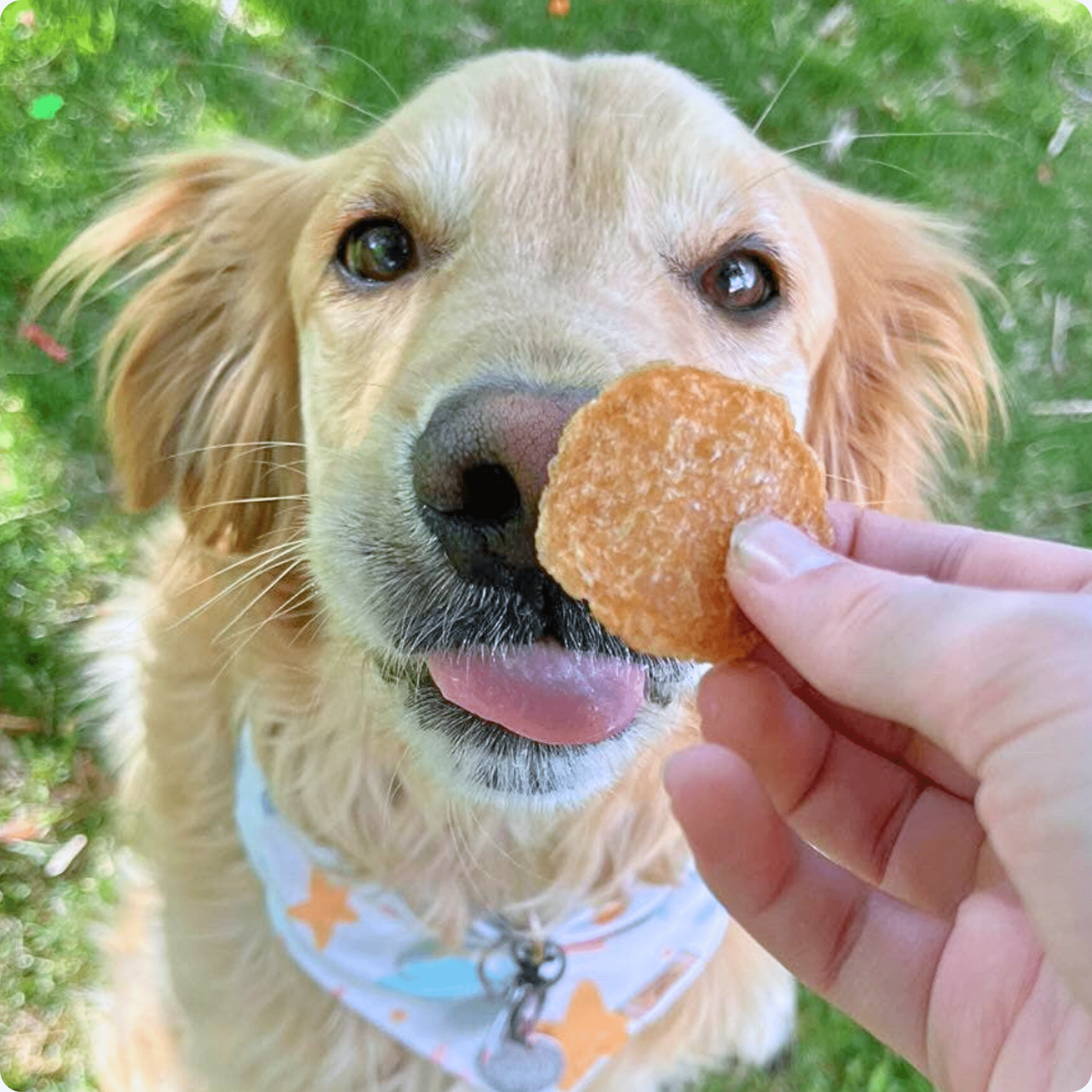 Patatas fritas de pollo para perros | Premios para perros de un solo ingrediente totalmente naturales