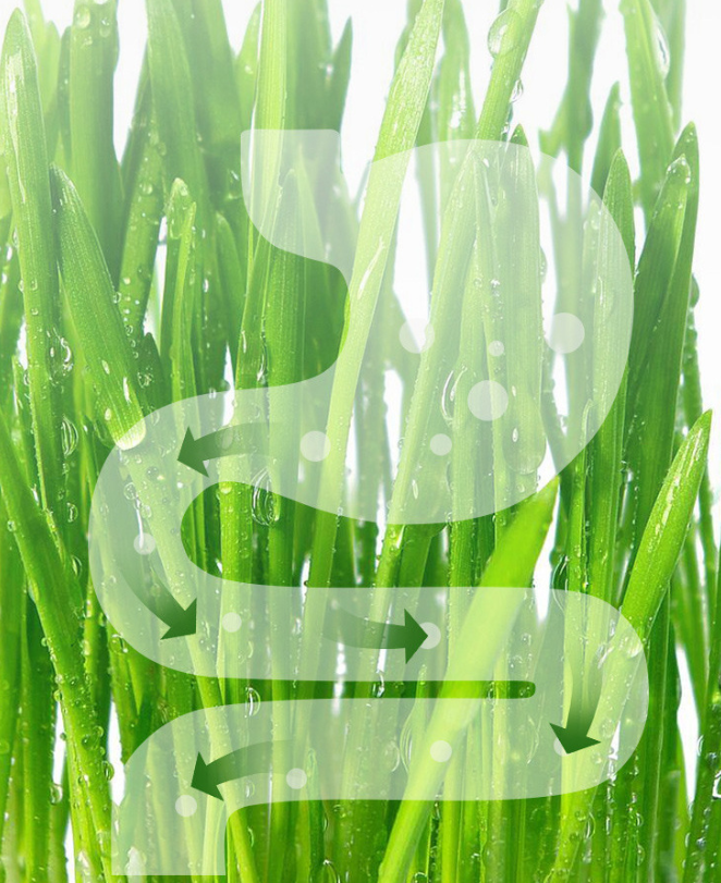 Freeze-Dried Cat Grass Snack – Natural & Healthy Cat Treat (10g)
